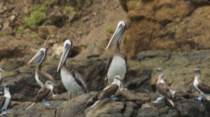 Pelicans