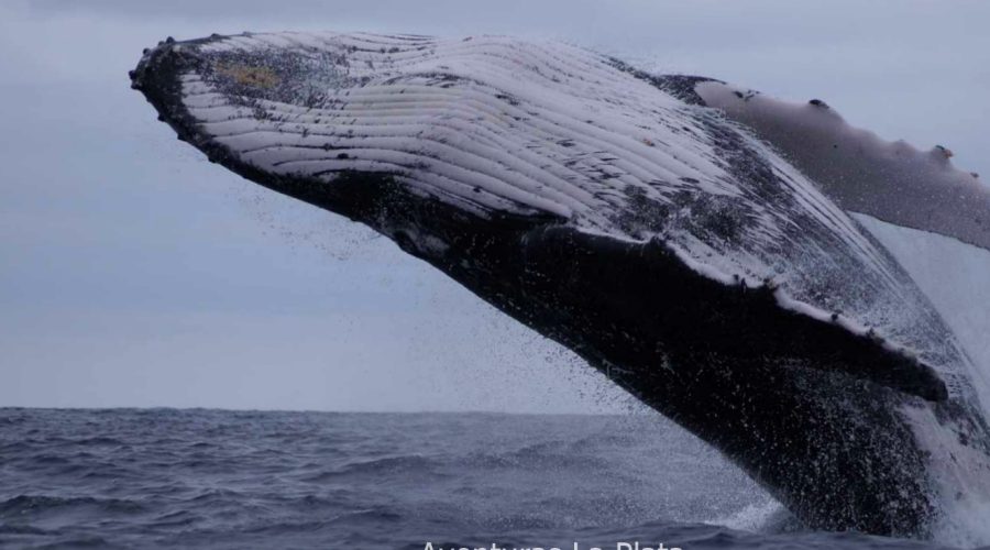 Tour de observación de ballena Jorobada en Puerto López